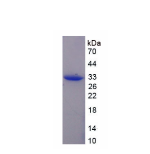 驱动蛋白家族成员1A(KIF1A)重组蛋白