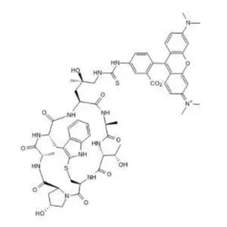 罗丹明标记鬼笔环肽