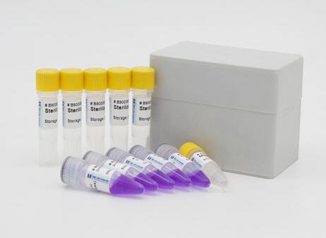 产气荚膜梭状芽孢杆菌A型LAMP试剂盒