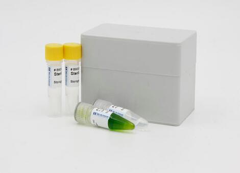 气肿疽梭状芽孢杆菌LAMP试剂盒