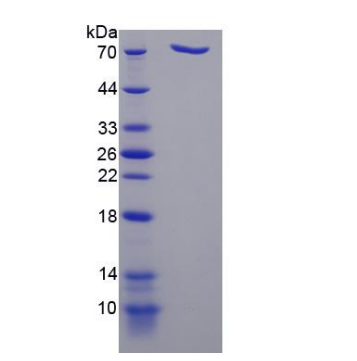 二肽基肽酶9(DPP9)重组蛋白
