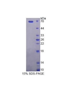 异戊烯半胱氨酸氧化酶1(PCYOX1)重组蛋白