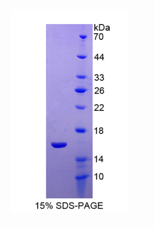 神经突蛋白1(NRN1)重组蛋白