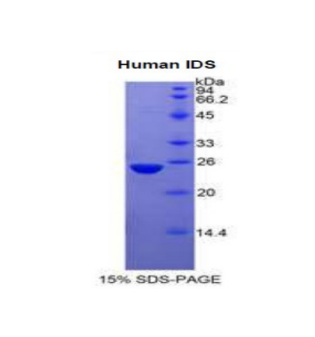 艾杜糖-2-硫酸酯酶(IDS)重组蛋白
