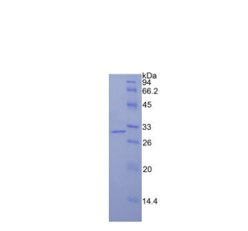 异柠檬酸脱氢酶1(IDH1)重组蛋白