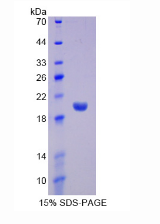 干扰素α13(IFNa13)重组蛋白