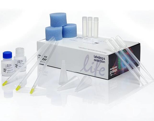 人鼻病毒IGM(RhVIgM)Elisa试剂盒