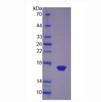 左右决定因子2(LEFTY2)重组蛋白