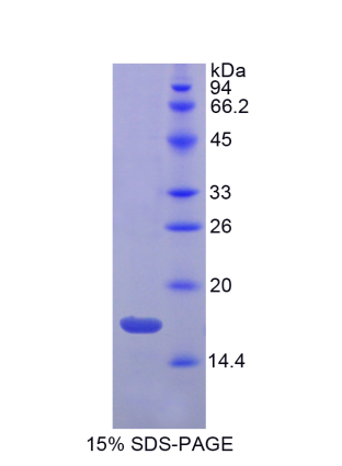 胃动蛋白3(GKN3)重组蛋白