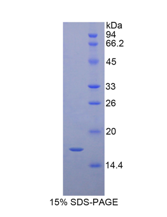 视黄醇结合蛋白7(RBP7)重组蛋白