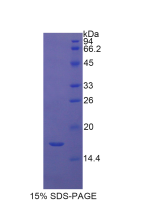 组蛋白2簇H3a(HIST2H3A)重组蛋白