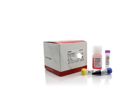 猫疱疹病毒染料法荧光定量PCR试剂盒