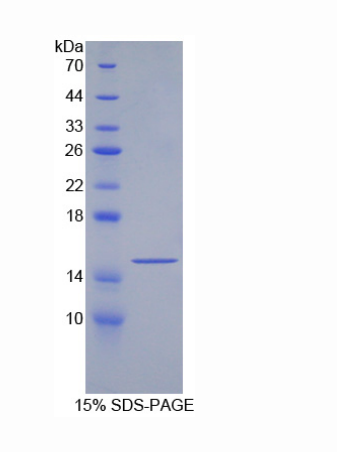 生长分化因子6(GDF6)重组蛋白