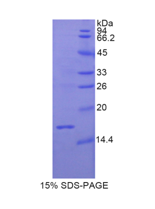 松弛肽3(RLN3)重组蛋白