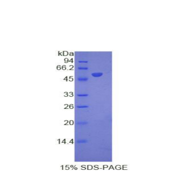 干扰素α8(IFNa8)重组蛋白