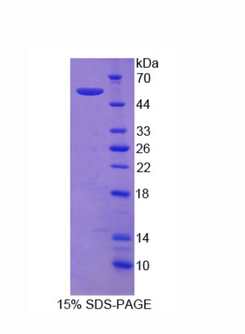 整合素α9(ITGa9)重组蛋白