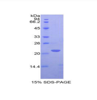 T-细胞表面糖蛋白CD3ε(CD3e)重组蛋白