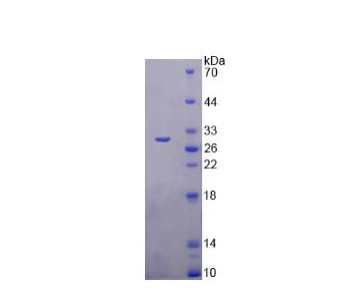 跨膜蛋白173(TMEM173)重组蛋白