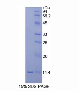 巨噬细胞炎性蛋白1γ(MIP1g)重组蛋白
