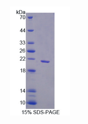 序列相似家族3成员B(FAM3B)重组蛋白