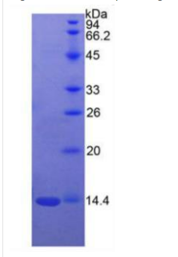 信号素3A(SEMA3A)重组蛋白