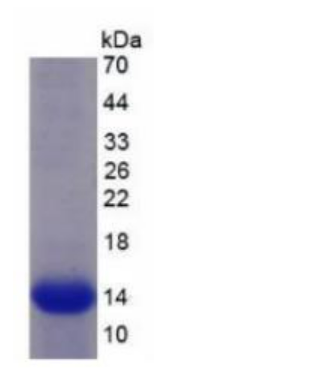 信号素5B(SEMA5B)重组蛋白