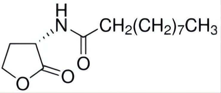 N-癸酰基-L-高丝氨酸内酯