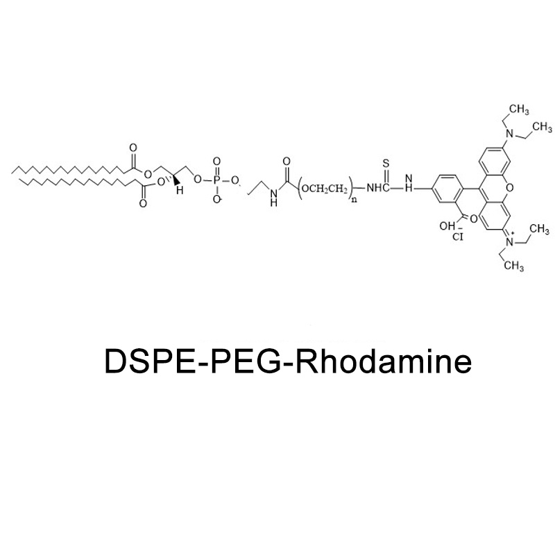 二硬脂酰基磷脂酰乙醇胺-聚乙二醇-罗丹明