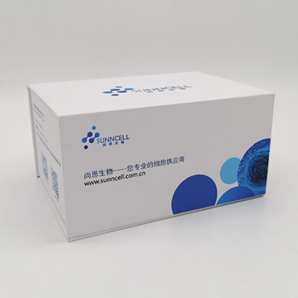 P815细胞|P815小鼠肥大细胞瘤细胞