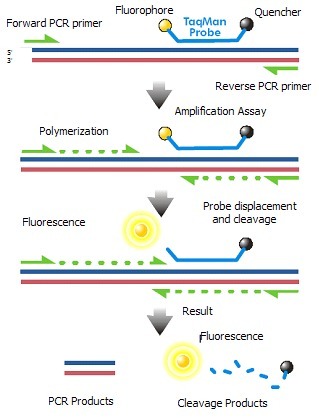 猪圆环病毒1型探针法荧光定量PCR试剂盒