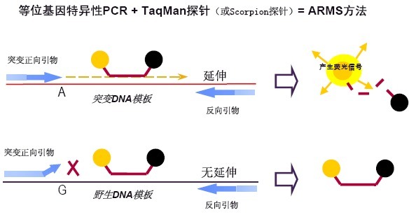 肺孢子虫通用探针法荧光定量PCR试剂盒
