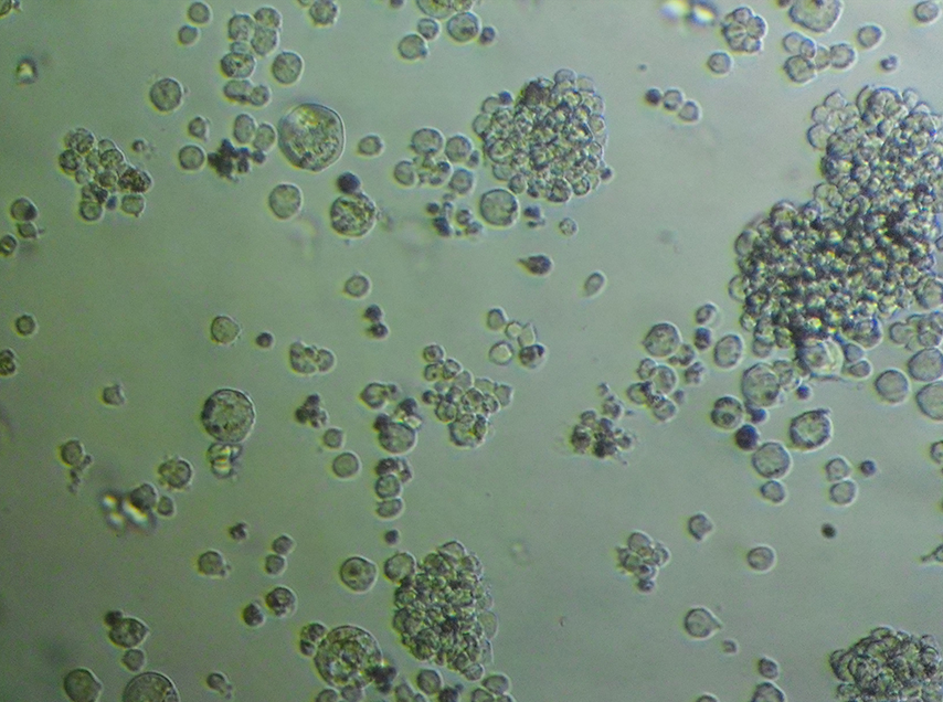 THP-1细胞