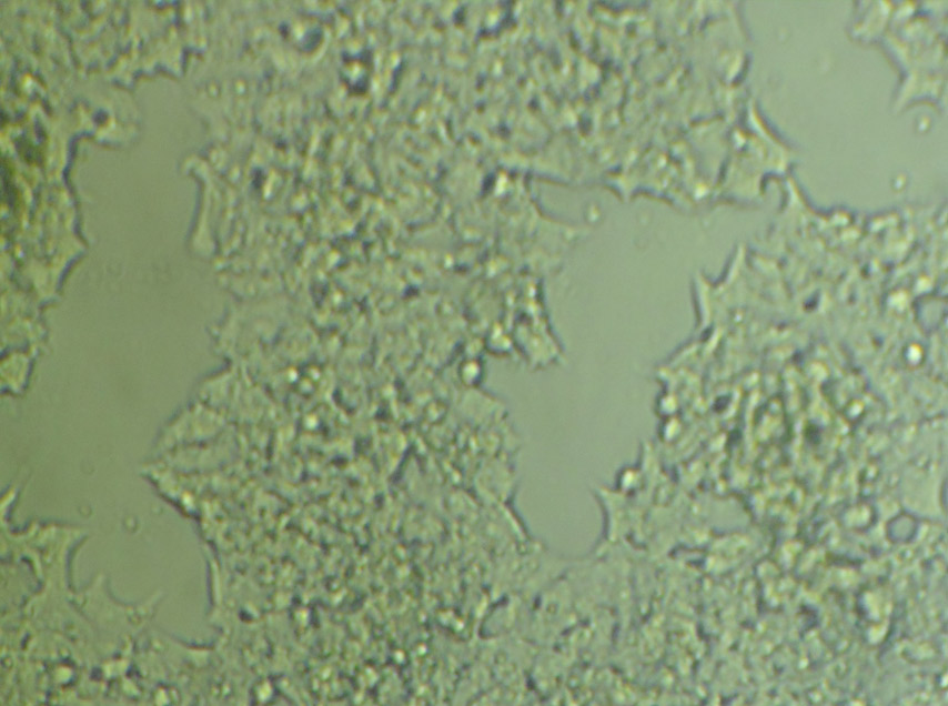 MIN-6细胞