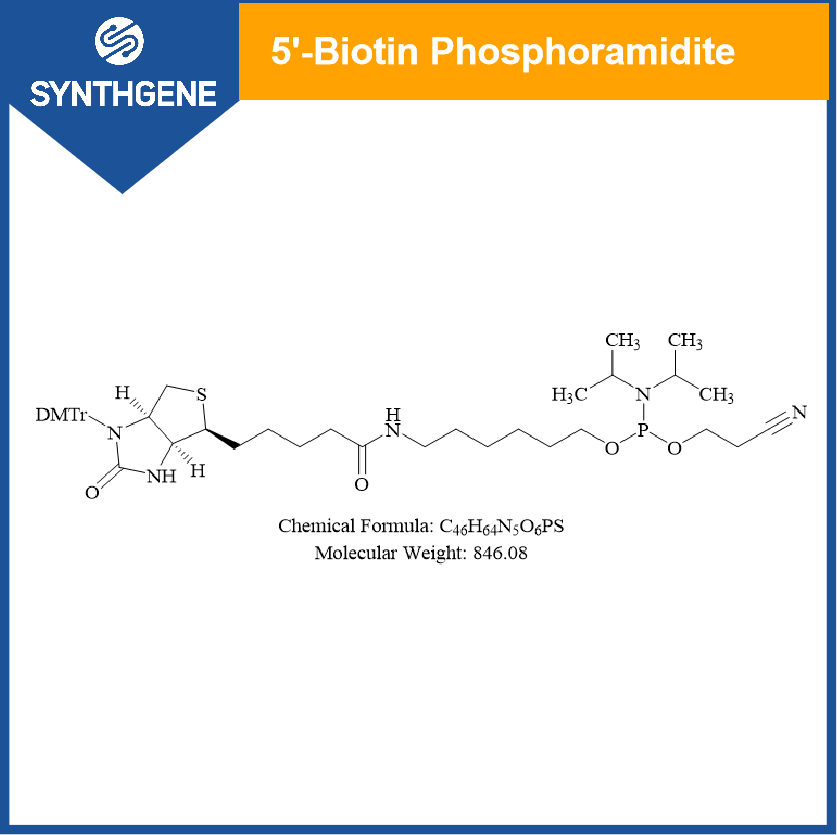 5'-Biotin 亚磷酰胺单体