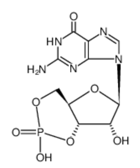 鸟苷3',5'-环一磷酸