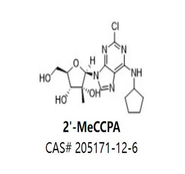 2'-MeCCPA