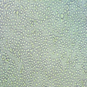 NCI-H838人细胞