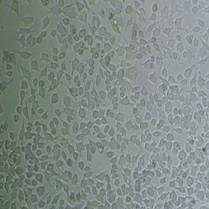 OCCM-30鼠细胞
