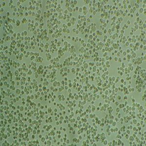WEHI-3B鼠细胞