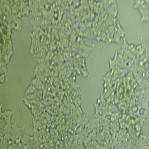 HMrSV5细胞