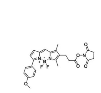BDP TMR NHS ester/琥珀酰亚胺活化酯