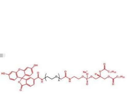 荧光素聚乙二醇磷脂