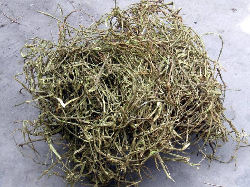 白柳皮提取物 水杨甙98%