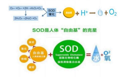 SOD超氧化物歧化酶