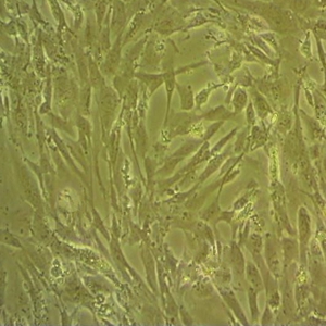 MS751人子宫颈表皮细胞