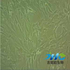 NCI-H1395人肺腺细胞