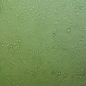 T24人膀胱移行细胞细胞
