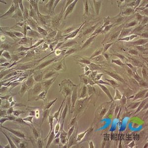 IPEC-J2  Cells