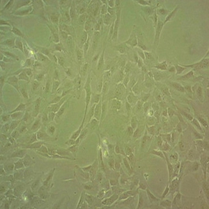 HMC3  Cells