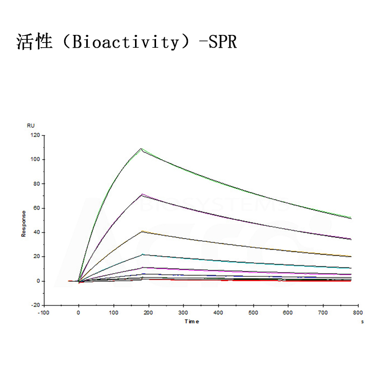 人表皮生长因子受体，EGF R重组蛋白 ACRO百普赛斯